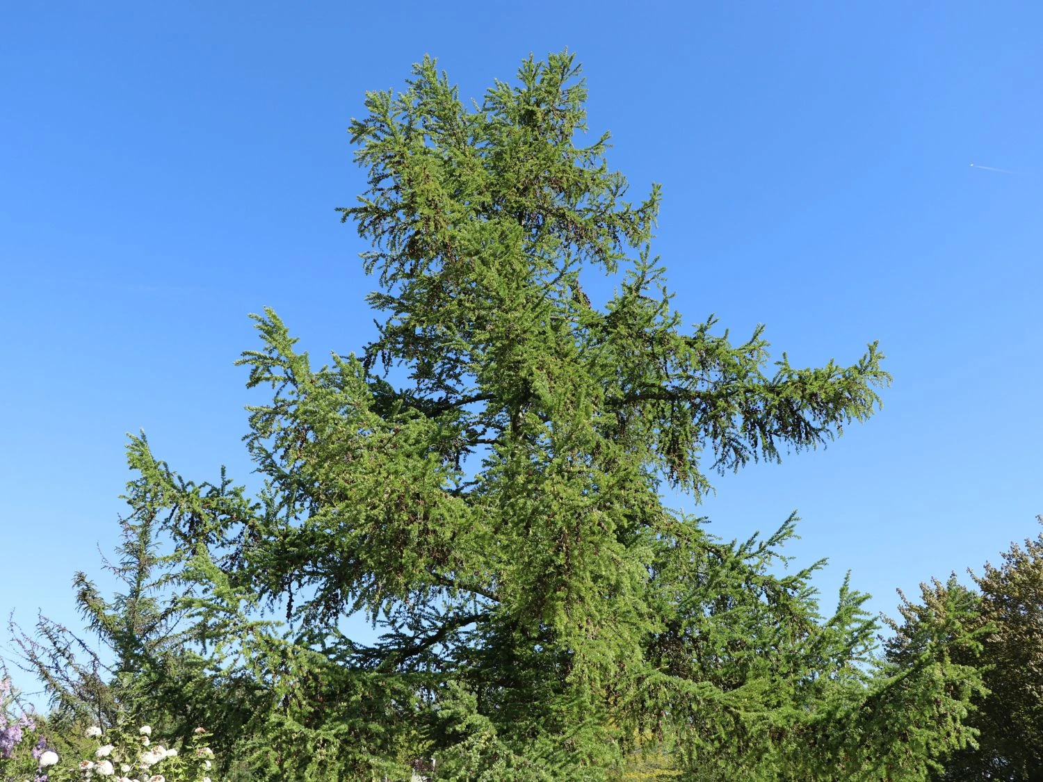 Japanische Lärche 3 Japanische Lärche – Bild 3