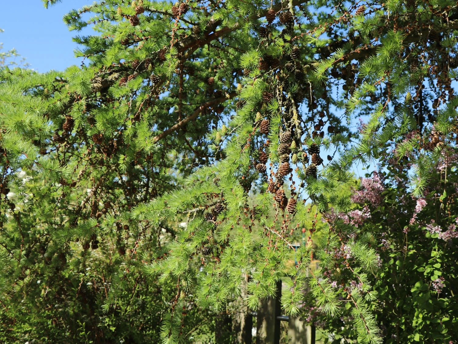 Japanische Lärche 10 Japanische Lärche – Bild 10