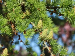 Japanische Lärche 16 Japanische Lärche -Deutschland Garten Funk Verkaufs-Shop japanische laerche m008989 w 5