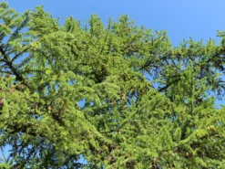 Japanische Lärche 17 Japanische Lärche -Deutschland Garten Funk Verkaufs-Shop japanische laerche m008989 w 6