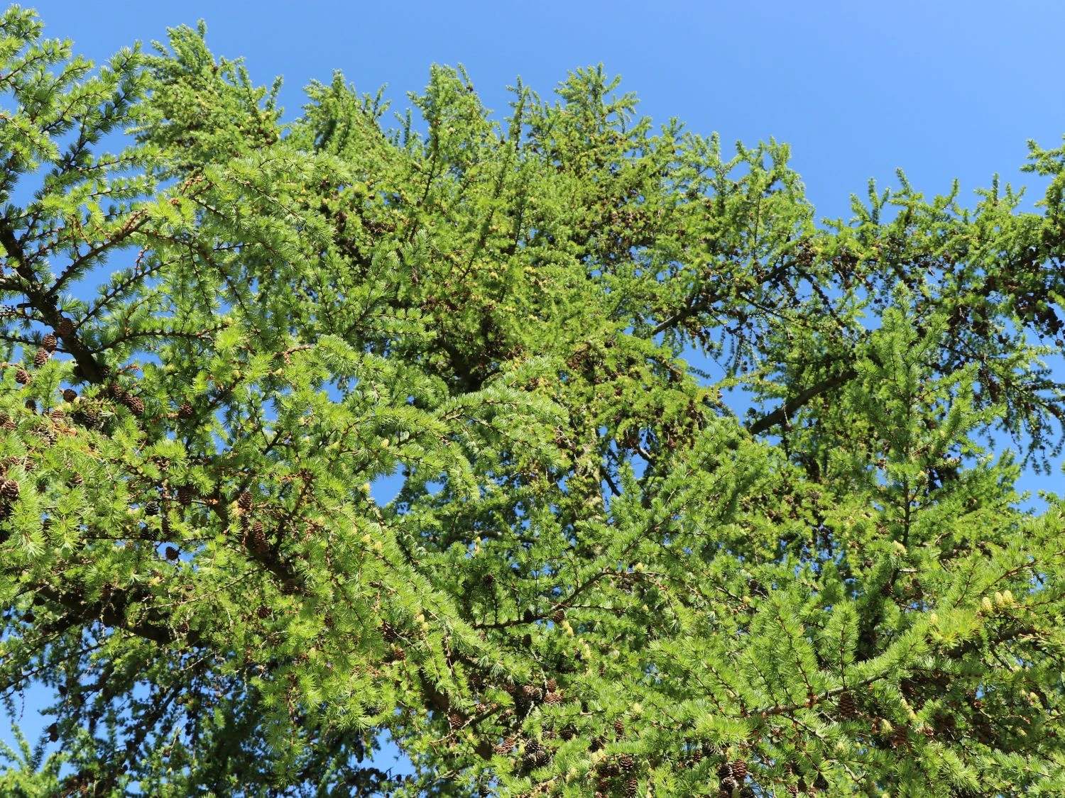 Japanische Lärche 8 Japanische Lärche – Bild 8