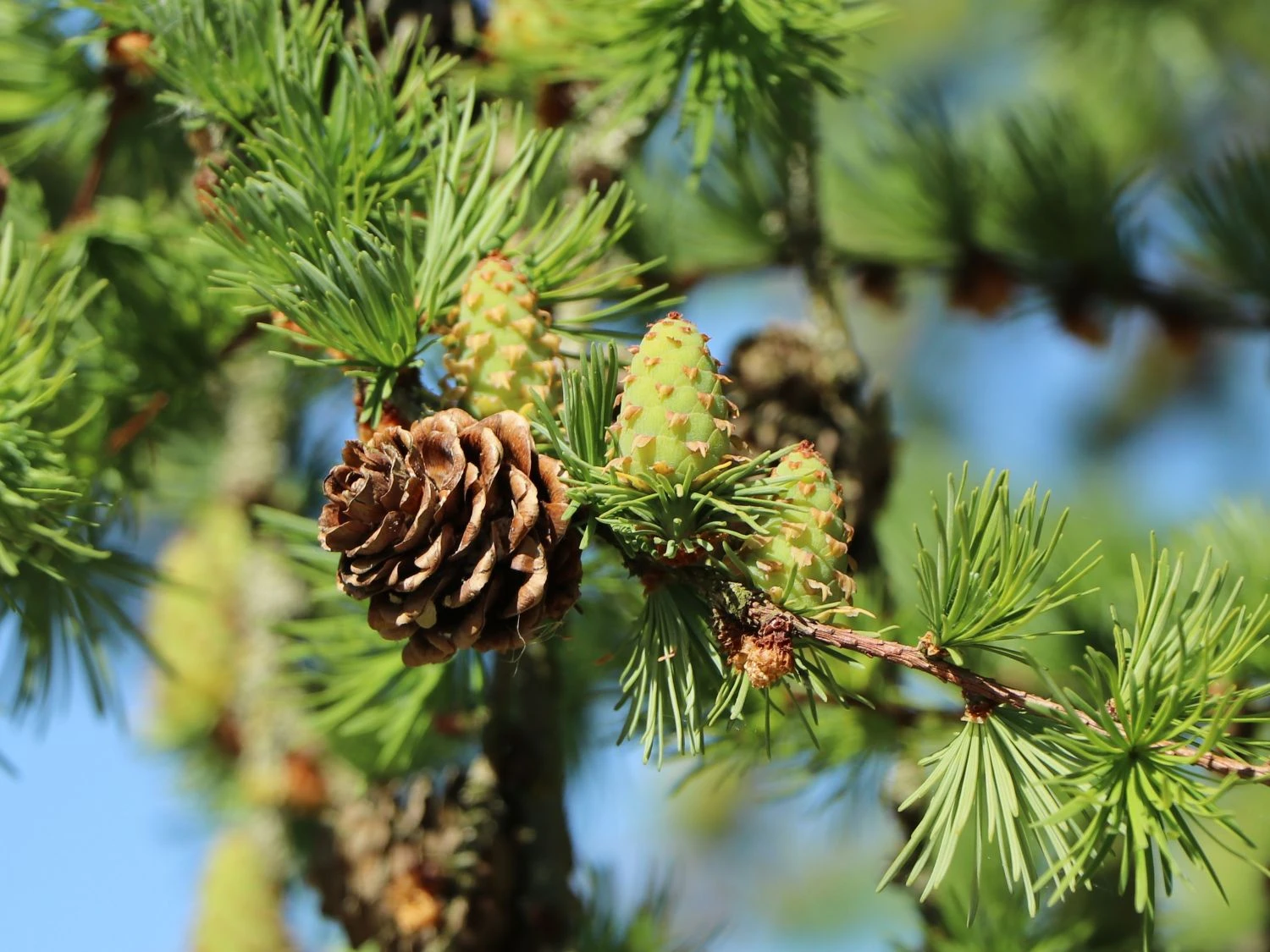 Japanische Lärche 4 Japanische Lärche – Bild 4