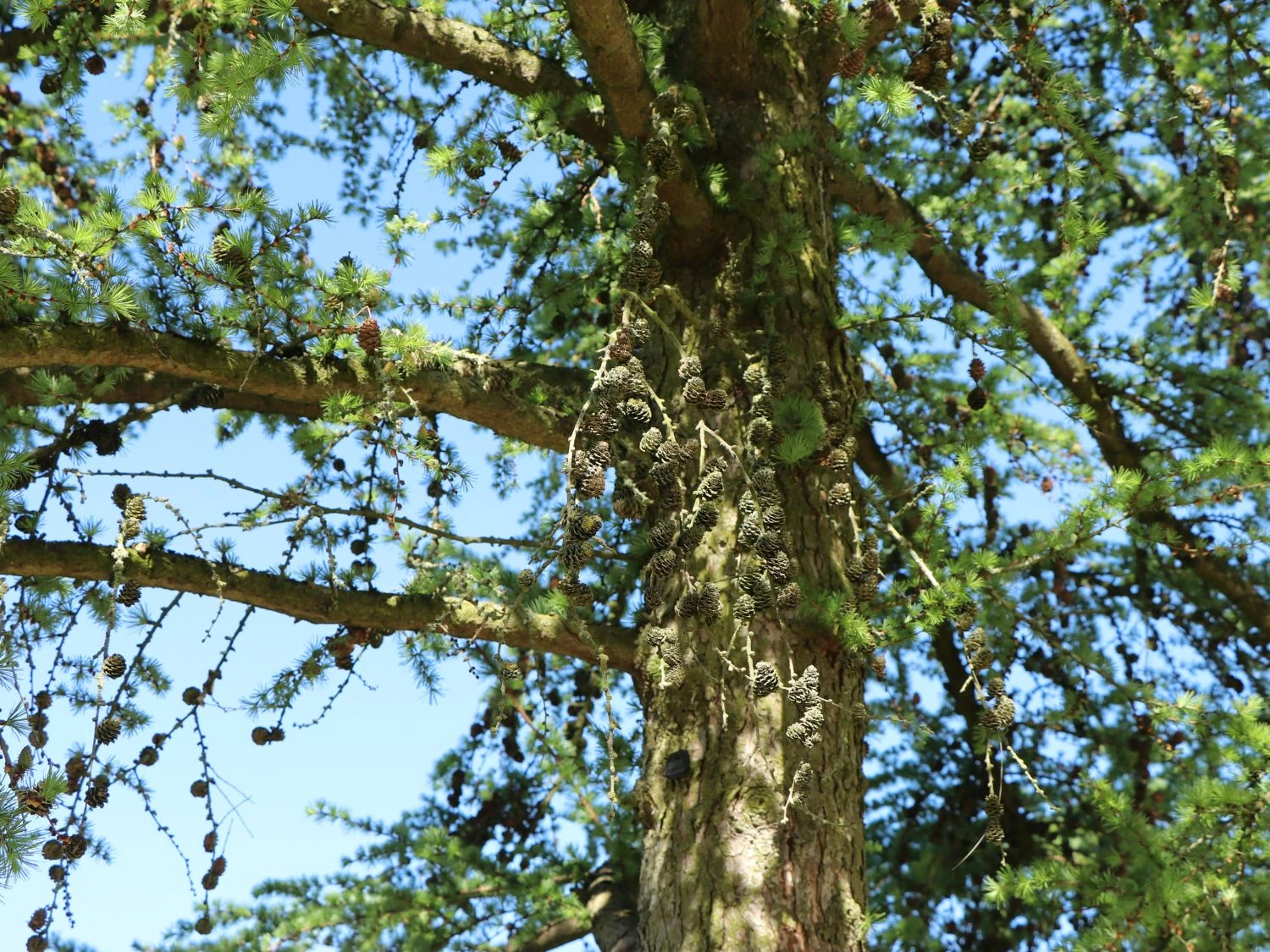 Japanische Lärche 5 Japanische Lärche – Bild 5