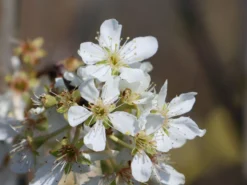 Japanische Pflaume 'Shiro' -Deutschland Garten Funk Verkaufs-Shop japanische pflaume shiro m117505 w 0