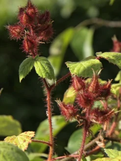 Japanische Weinbeere / Rotborstige Himbeere -Deutschland Garten Funk Verkaufs-Shop japanische weinbeere rotborstige himbeere m008230 w 1