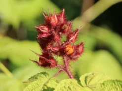 Japanische Weinbeere / Rotborstige Himbeere -Deutschland Garten Funk Verkaufs-Shop japanische weinbeere rotborstige himbeere m008230 w 4