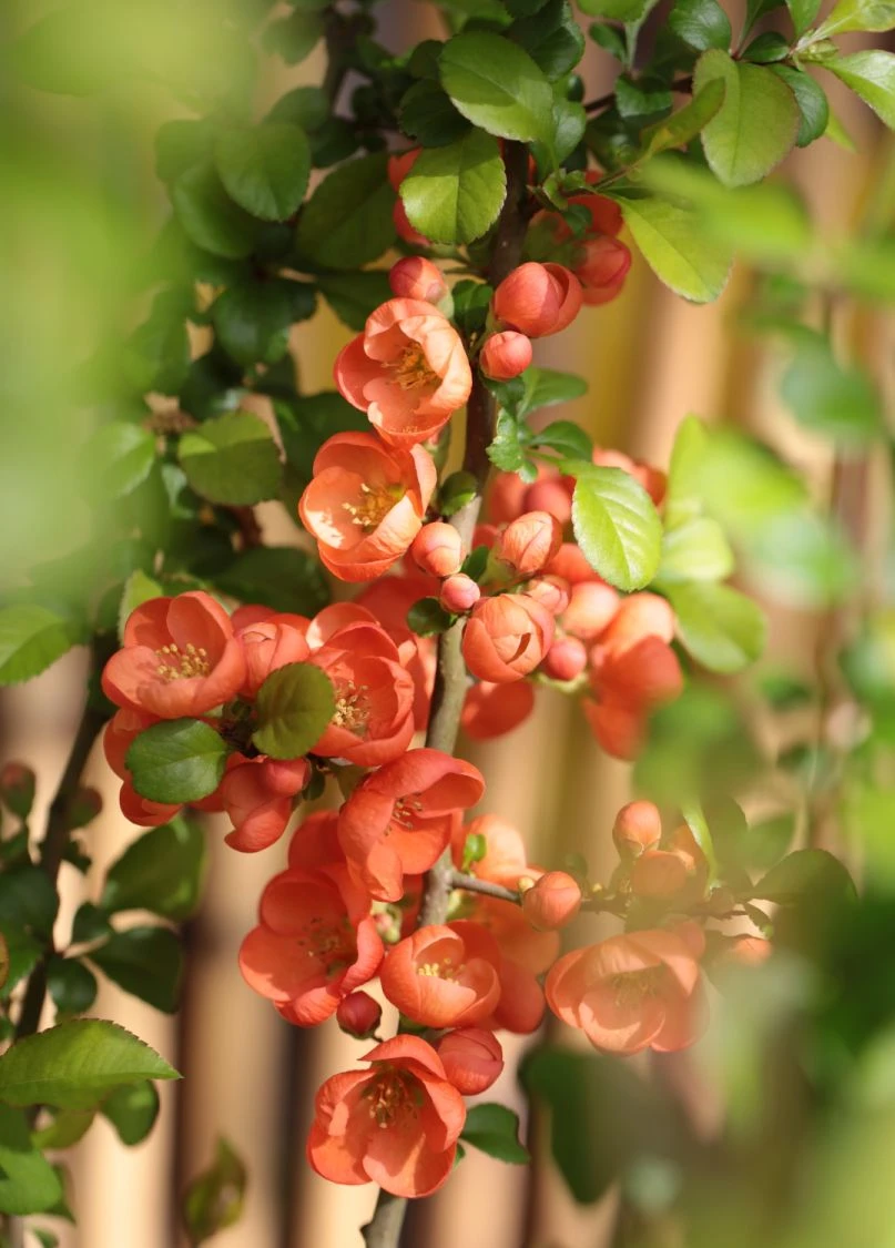 Japanische Zierquitte / Niedrige Scheinquitte 4 Japanische Zierquitte / Niedrige Scheinquitte – Bild 4