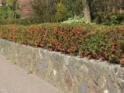 Japanische Zierquitte / Niedrige Scheinquitte 6 Japanische Zierquitte / Niedrige Scheinquitte -Deutschland Garten Funk Verkaufs-Shop japanische zierquitte niedrige scheinquitte m000010 w 0