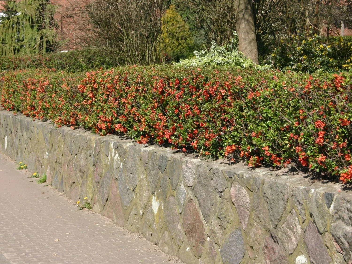 Japanische Zierquitte / Niedrige Scheinquitte 3 Japanische Zierquitte / Niedrige Scheinquitte – Bild 3