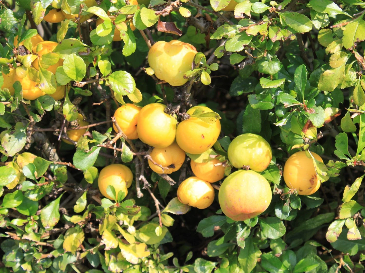 Japanische Zierquitte / Niedrige Scheinquitte 2 Japanische Zierquitte / Niedrige Scheinquitte – Bild 2