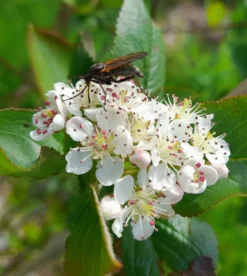 Kahle Apfelbeere / Schwarze Apfelbeere -Deutschland Garten Funk Verkaufs-Shop kahle apfelbeere schwarze apfelbeere m008036 1439862 0