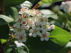 Kahle Apfelbeere / Schwarze Apfelbeere -Deutschland Garten Funk Verkaufs-Shop kahle apfelbeere schwarze apfelbeere m008036 w 0