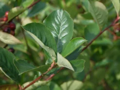 Kahle Apfelbeere / Schwarze Apfelbeere -Deutschland Garten Funk Verkaufs-Shop kahle apfelbeere schwarze apfelbeere m008036 w 1