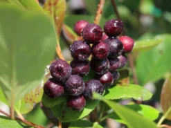 Kahle Apfelbeere / Schwarze Apfelbeere -Deutschland Garten Funk Verkaufs-Shop kahle apfelbeere schwarze apfelbeere m008036 w 10