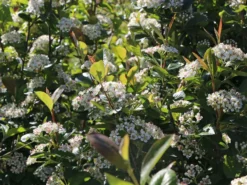 Kahle Apfelbeere / Schwarze Apfelbeere -Deutschland Garten Funk Verkaufs-Shop kahle apfelbeere schwarze apfelbeere m008036 w 11