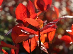 Kahle Apfelbeere / Schwarze Apfelbeere -Deutschland Garten Funk Verkaufs-Shop kahle apfelbeere schwarze apfelbeere m008036 w 12