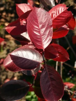 Kahle Apfelbeere / Schwarze Apfelbeere -Deutschland Garten Funk Verkaufs-Shop kahle apfelbeere schwarze apfelbeere m008036 w 2