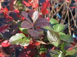 Kahle Apfelbeere / Schwarze Apfelbeere -Deutschland Garten Funk Verkaufs-Shop kahle apfelbeere schwarze apfelbeere m008036 w 3