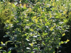 Kahle Apfelbeere / Schwarze Apfelbeere -Deutschland Garten Funk Verkaufs-Shop kahle apfelbeere schwarze apfelbeere m008036 w 4