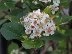 Kahle Apfelbeere / Schwarze Apfelbeere -Deutschland Garten Funk Verkaufs-Shop kahle apfelbeere schwarze apfelbeere m008036 w 5