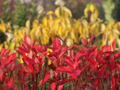 Kahle Apfelbeere / Schwarze Apfelbeere -Deutschland Garten Funk Verkaufs-Shop kahle apfelbeere schwarze apfelbeere m008036 w 7