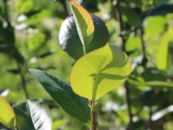 Kahle Apfelbeere / Schwarze Apfelbeere -Deutschland Garten Funk Verkaufs-Shop kahle apfelbeere schwarze apfelbeere m008036 w 8