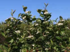 Kahle Apfelbeere / Schwarze Apfelbeere -Deutschland Garten Funk Verkaufs-Shop kahle apfelbeere schwarze apfelbeere m008036 w 9