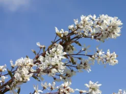 Kahle Felsenbirne -Deutschland Garten Funk Verkaufs-Shop kahle felsenbirne m006124 w 0