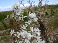 Kahle Felsenbirne -Deutschland Garten Funk Verkaufs-Shop kahle felsenbirne m006124 w 1