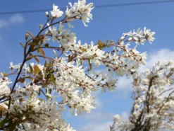 Kahle Felsenbirne -Deutschland Garten Funk Verkaufs-Shop kahle felsenbirne m006124 w 2