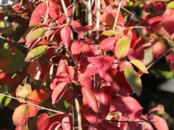 Kahle Felsenbirne -Deutschland Garten Funk Verkaufs-Shop kahle felsenbirne m006124 w 3