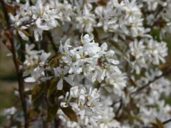 Kahle Felsenbirne -Deutschland Garten Funk Verkaufs-Shop kahle felsenbirne m006124 w 5