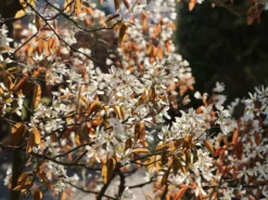 Kahle Felsenbirne -Deutschland Garten Funk Verkaufs-Shop kahle felsenbirne m006124 w 6