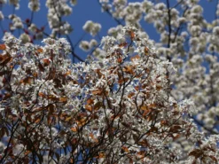 Kahle Felsenbirne -Deutschland Garten Funk Verkaufs-Shop kahle felsenbirne m006124 w 8