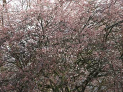 Kahle Felsenbirne -Deutschland Garten Funk Verkaufs-Shop kahle felsenbirne m006124 w 9