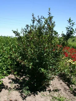 Kalifornische Heckenkirsche -Deutschland Garten Funk Verkaufs-Shop kalifornische heckenkirsche m050437 w 1