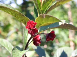 Kalifornische Heckenkirsche -Deutschland Garten Funk Verkaufs-Shop kalifornische heckenkirsche m050437 w 2