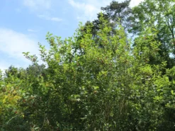 Kalifornische Heckenkirsche -Deutschland Garten Funk Verkaufs-Shop kalifornische heckenkirsche m050437 w 3