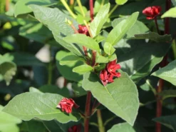 Kalifornische Heckenkirsche -Deutschland Garten Funk Verkaufs-Shop kalifornische heckenkirsche m050437 w 5