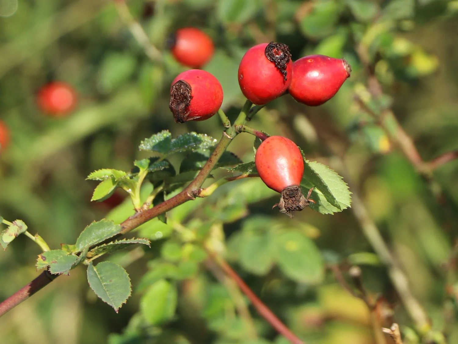 Keilblättrige Rose 2 Keilblättrige Rose – Bild 2