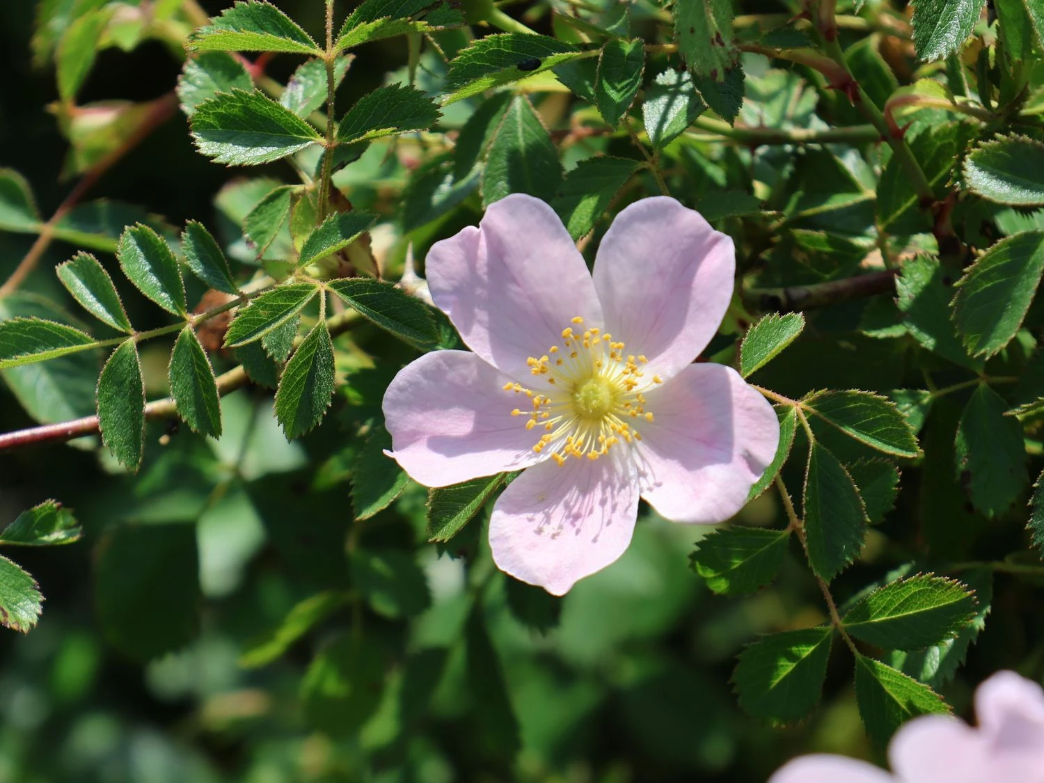 Keilblättrige Rose 4 Keilblättrige Rose – Bild 4