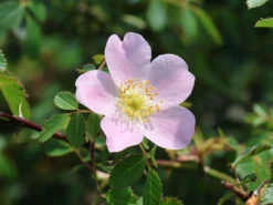 Keilblättrige Rose 6 Keilblättrige Rose -Deutschland Garten Funk Verkaufs-Shop keilblaettrige rose m012258 w 2