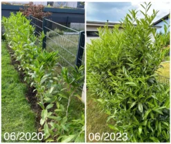 Kirschlorbeer / Lorbeerkirsche 'Caucasica' -Deutschland Garten Funk Verkaufs-Shop kirschlorbeer lorbeerkirsche caucasica m002172 1027025 0