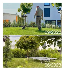 Kirschlorbeer / Lorbeerkirsche 'Caucasica' -Deutschland Garten Funk Verkaufs-Shop kirschlorbeer lorbeerkirsche caucasica m002172 1027025 1