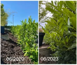 Kirschlorbeer / Lorbeerkirsche 'Caucasica' -Deutschland Garten Funk Verkaufs-Shop kirschlorbeer lorbeerkirsche caucasica m002172 1027025 2