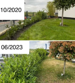 Kirschlorbeer / Lorbeerkirsche 'Caucasica' -Deutschland Garten Funk Verkaufs-Shop kirschlorbeer lorbeerkirsche caucasica m002172 1027025 3