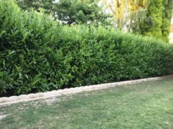 Kirschlorbeer / Lorbeerkirsche 'Caucasica' -Deutschland Garten Funk Verkaufs-Shop kirschlorbeer lorbeerkirsche caucasica m002172 401538 0