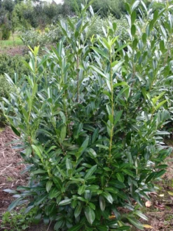 Kirschlorbeer / Lorbeerkirsche 'Caucasica' -Deutschland Garten Funk Verkaufs-Shop kirschlorbeer lorbeerkirsche caucasica m002172 w 2