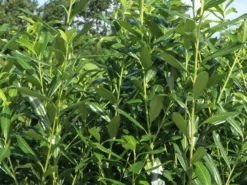 Kirschlorbeer / Lorbeerkirsche 'Caucasica' -Deutschland Garten Funk Verkaufs-Shop kirschlorbeer lorbeerkirsche caucasica m002172 w 4