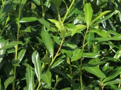 Kirschlorbeer / Lorbeerkirsche 'Caucasica' -Deutschland Garten Funk Verkaufs-Shop kirschlorbeer lorbeerkirsche caucasica m002172 w 5